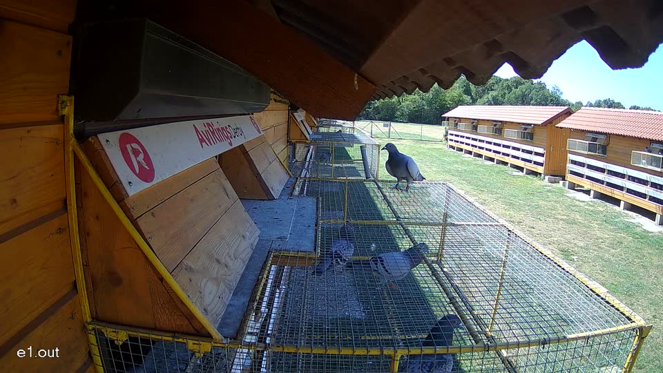 Pigeon Arrival Image For Race Race 3