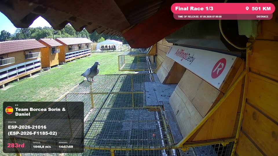 Pigeon Arrival Image For Race Final Race 1/3