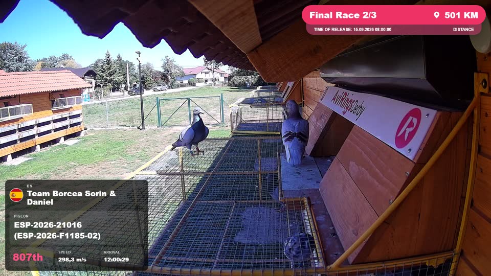 Pigeon Arrival Image For Race Final Race 2/3