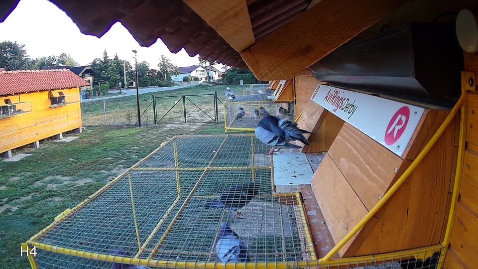 Pigeon Arrival Image For Race Race 5