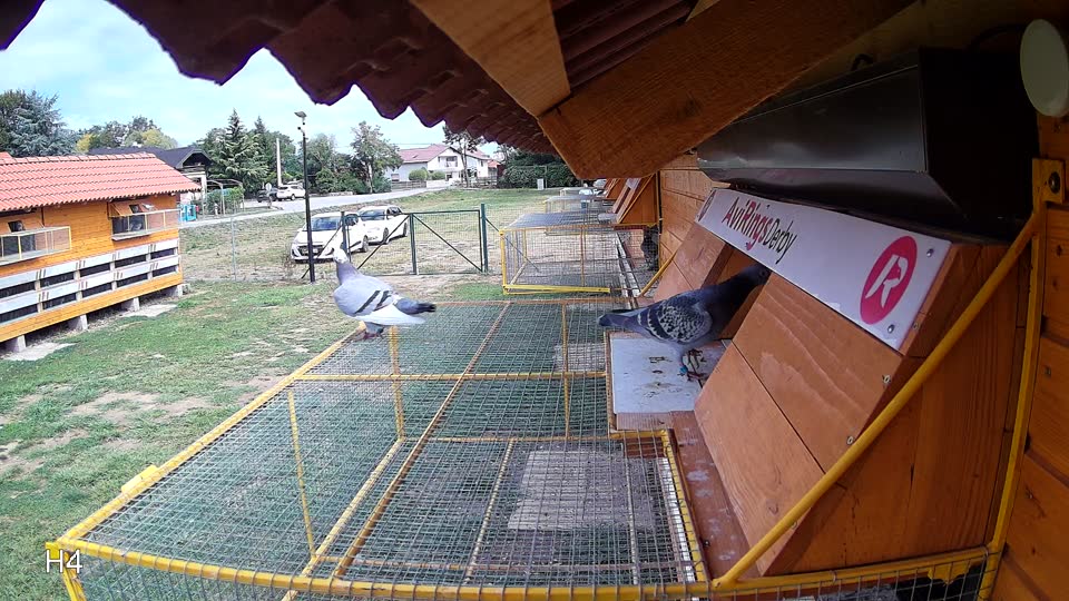 Pigeon Arrival Image For Race Race 4