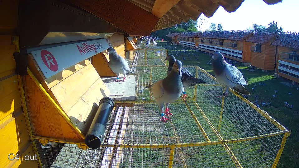 Pigeon Arrival Image For Race Race 2