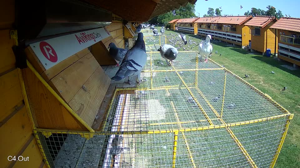 Pigeon Arrival Image For Race Race 3