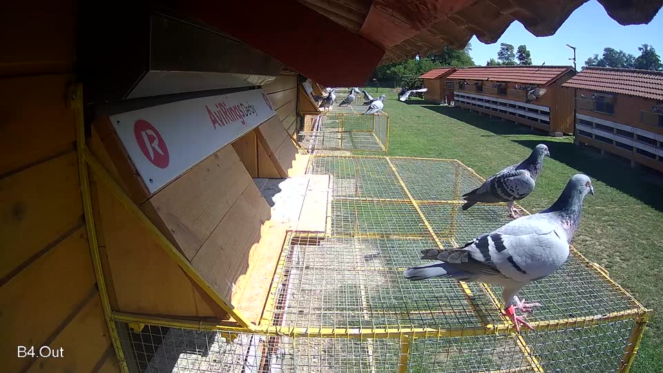 Pigeon Arrival Image For Race Race 2