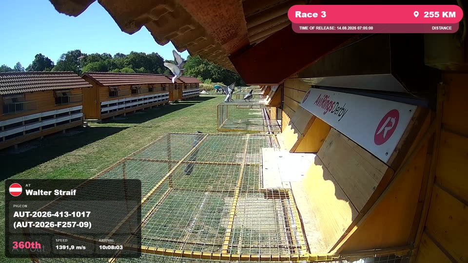Pigeon Arrival Image For Race Race 3