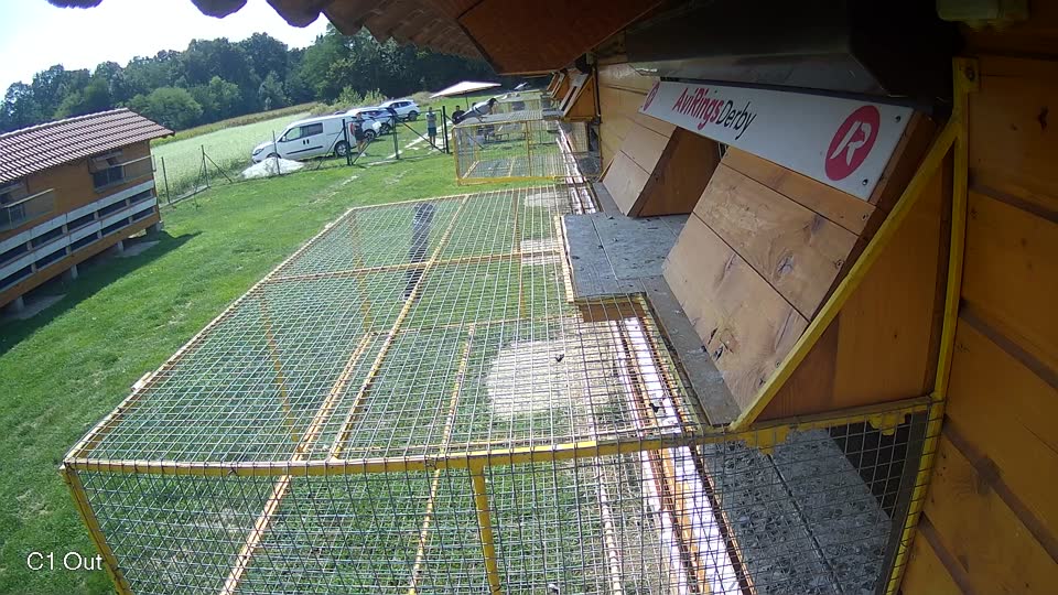 Pigeon Arrival Image For Race Race 6