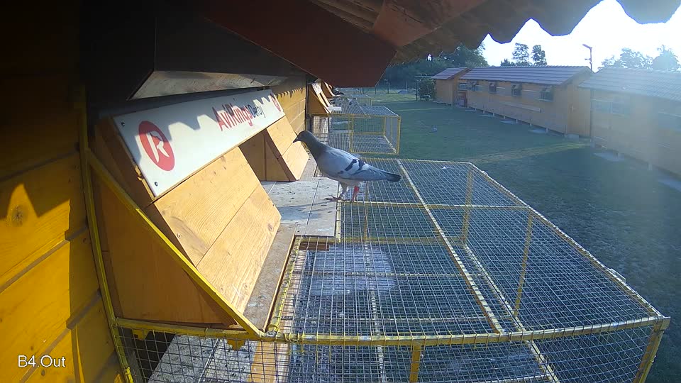 Pigeon Arrival Image For Race Race 4