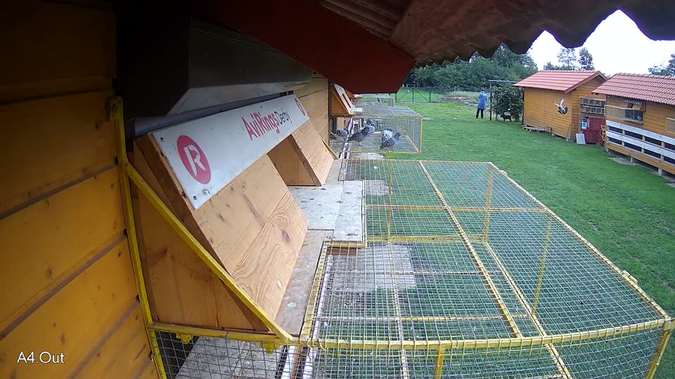 Pigeon Arrival Image For Race Final race 2