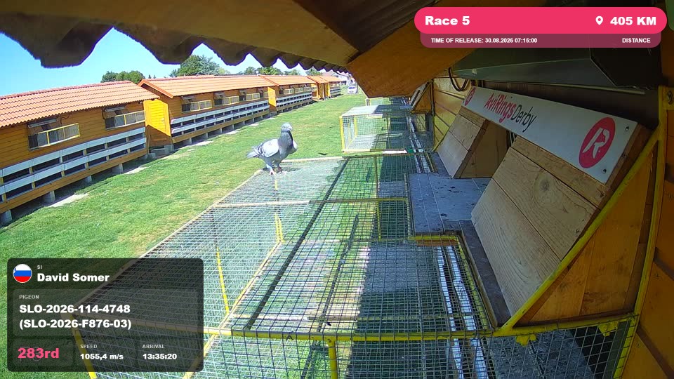 Pigeon Arrival Image For Race Race 5