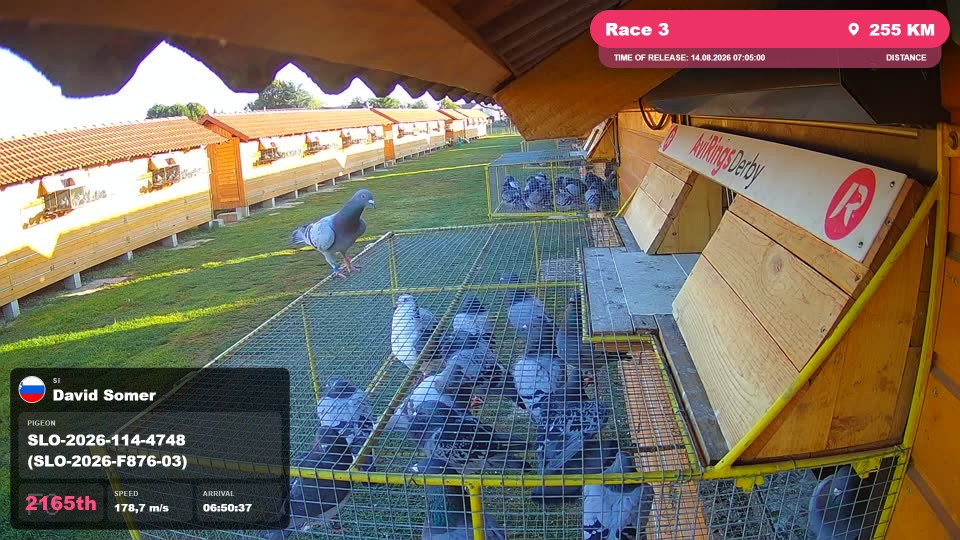 Pigeon Arrival Image For Race Race 3