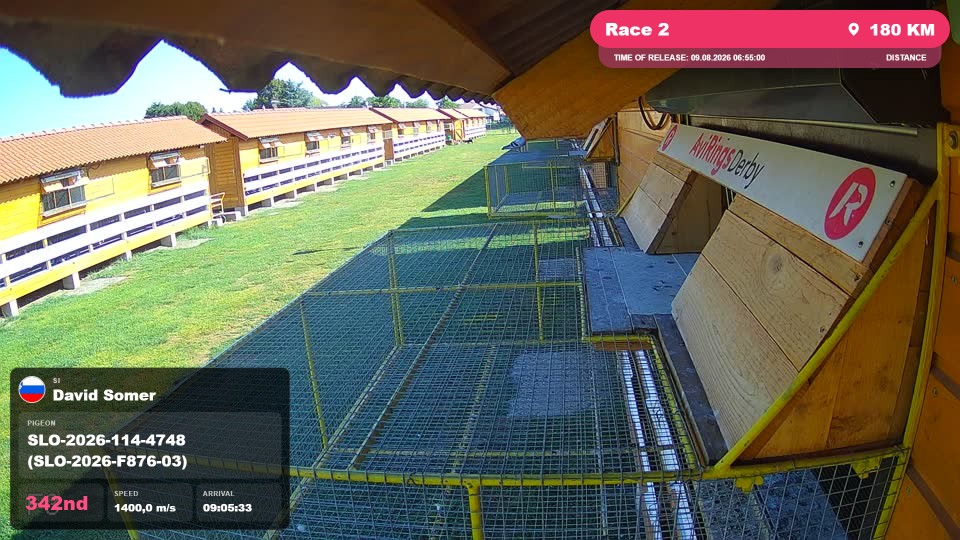 Pigeon Arrival Image For Race Race 2