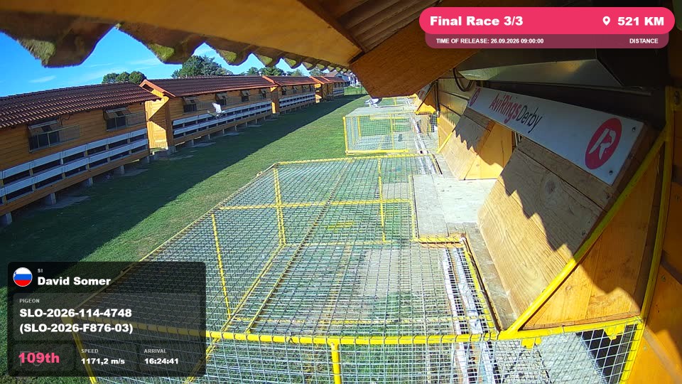 Pigeon Arrival Image For Race Final Race 3/3