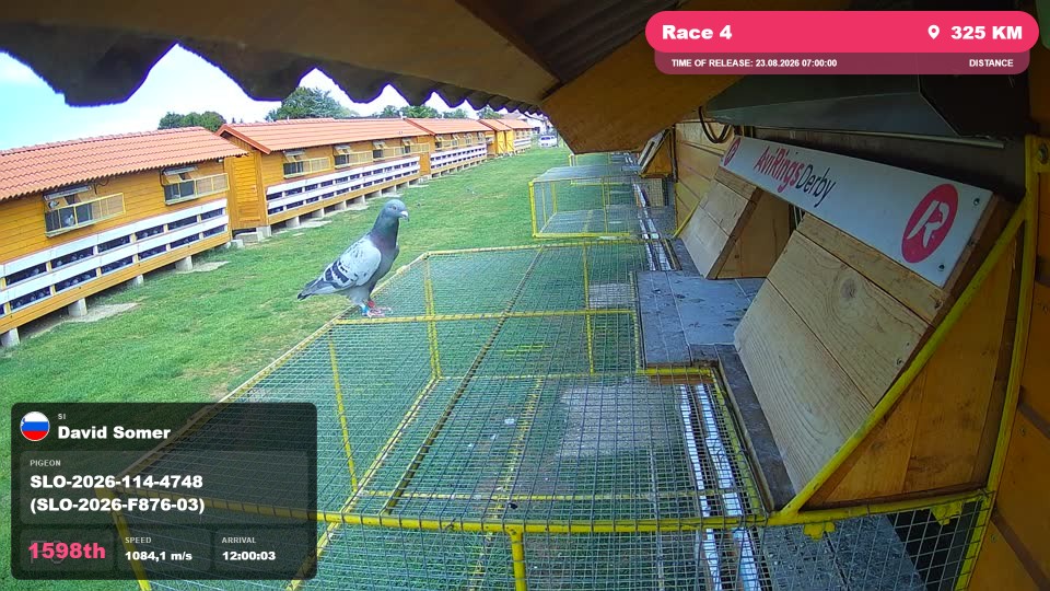 Pigeon Arrival Image For Race Race 4