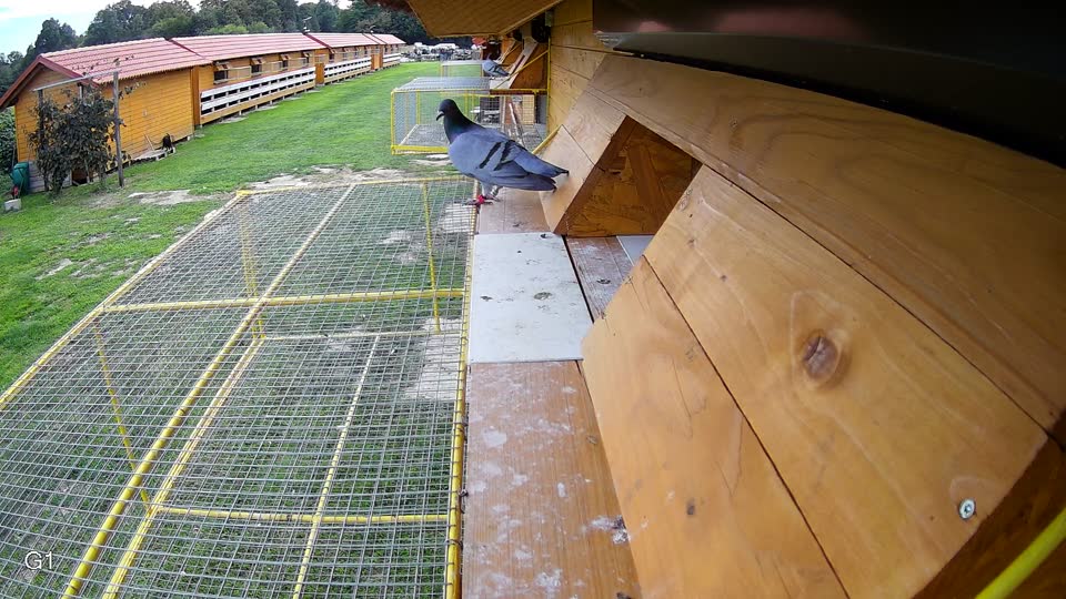 Pigeon Arrival Image For Race Final race 3