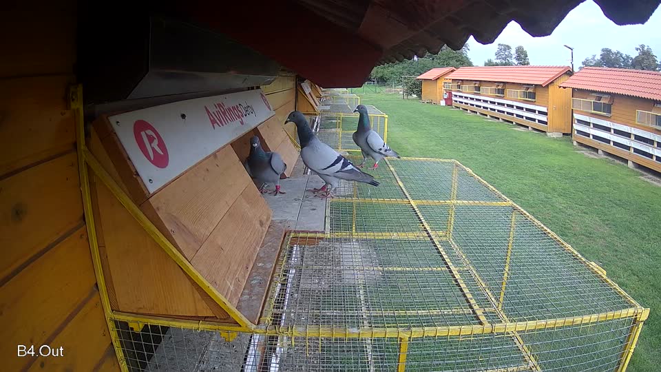 Pigeon Arrival Image For Race Final race 2