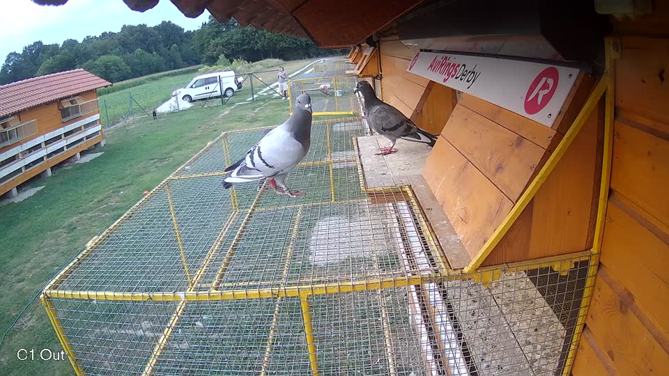 Pigeon Arrival Image For Race Race 4