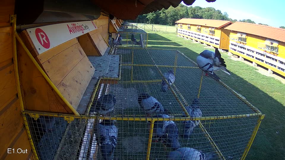 Pigeon Arrival Image For Race Race 5