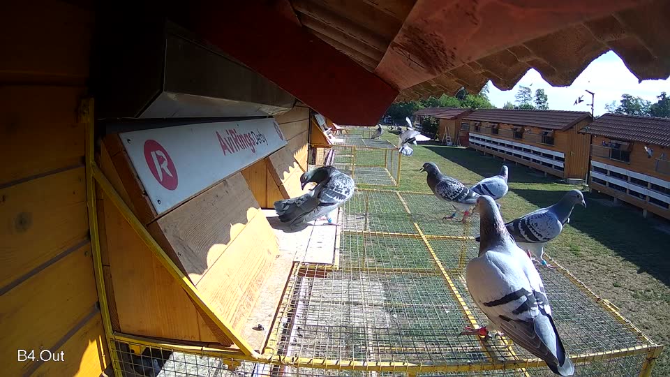Pigeon Arrival Image For Race Race 2