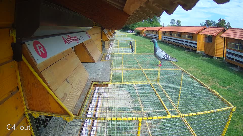 Pigeon Arrival Image For Race Race 4