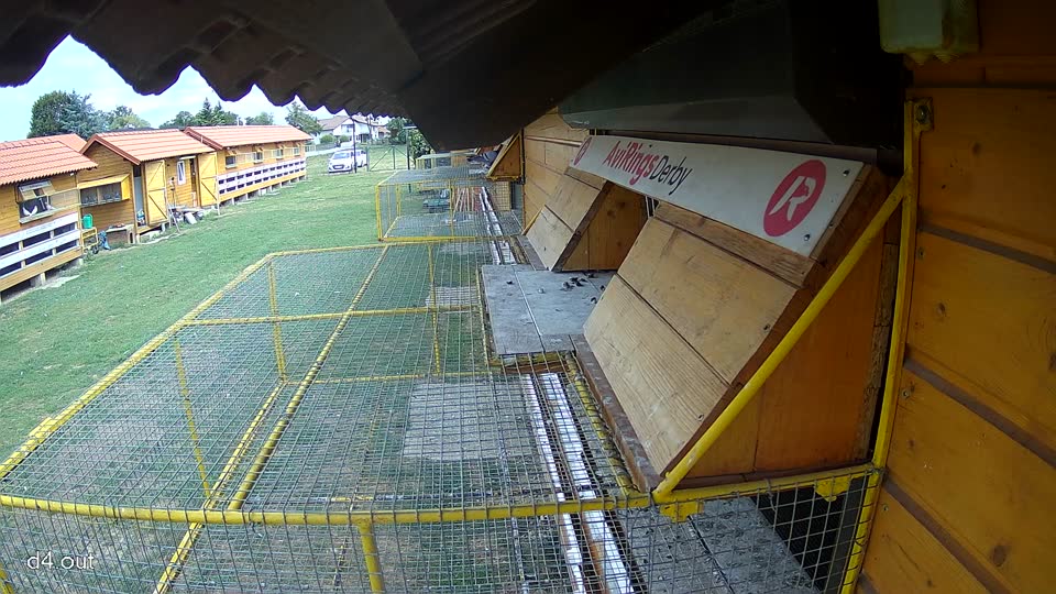 Pigeon Arrival Image For Race Race 4