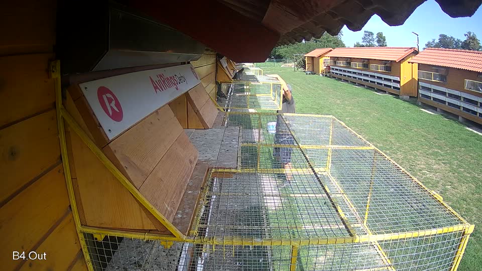 Pigeon Arrival Image For Race Race 6
