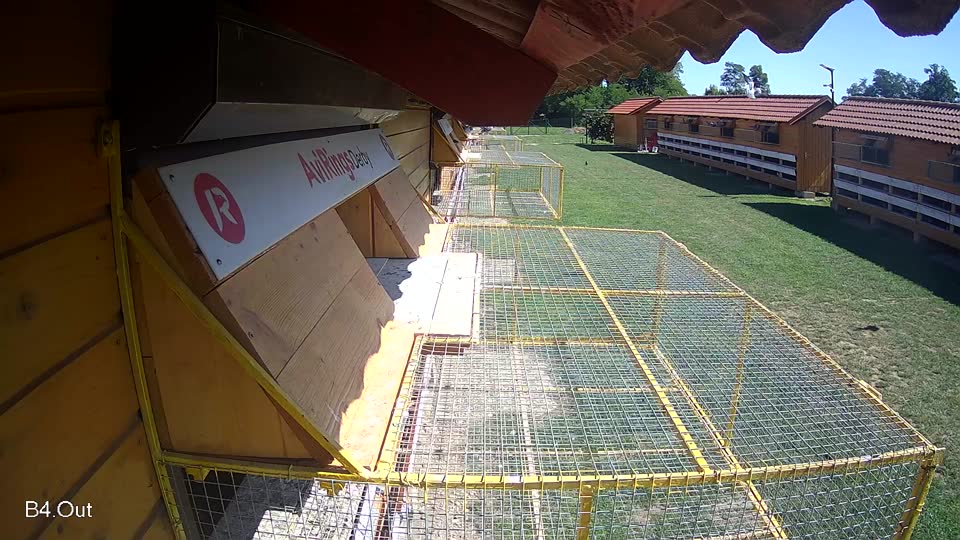 Pigeon Arrival Image For Race Race 2