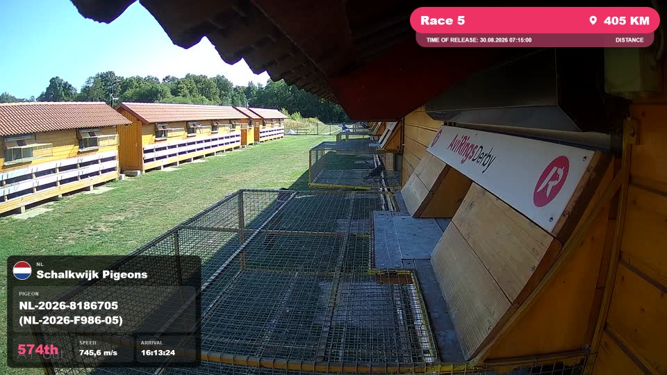 Pigeon Arrival Image For Race Race 5