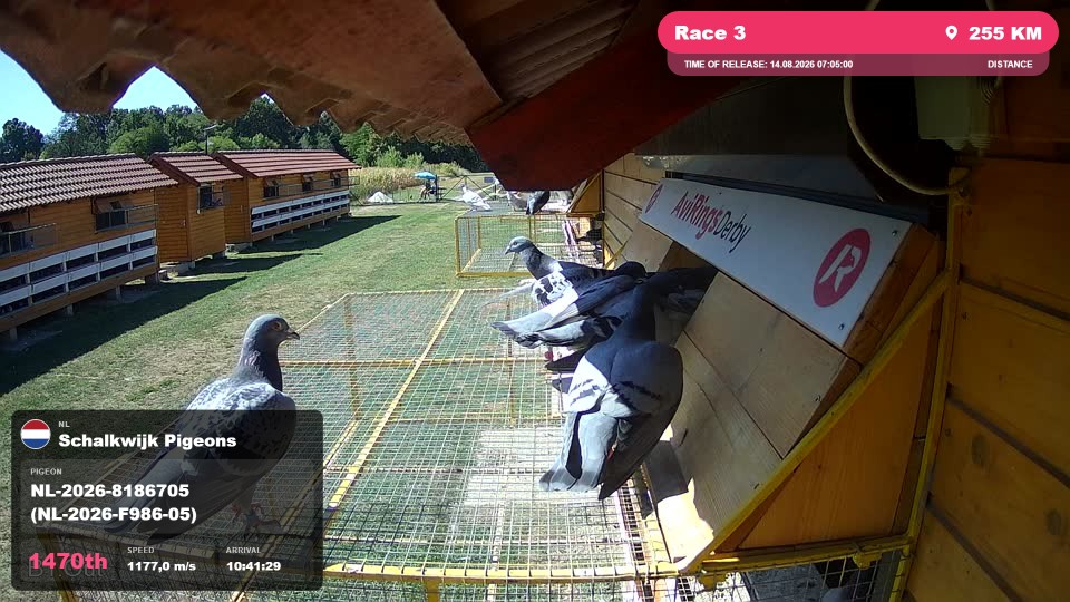 Pigeon Arrival Image For Race Race 3
