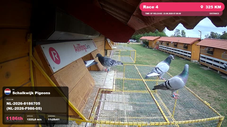 Pigeon Arrival Image For Race Race 4