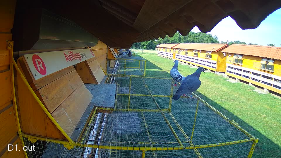 Pigeon Arrival Image For Race Race 1