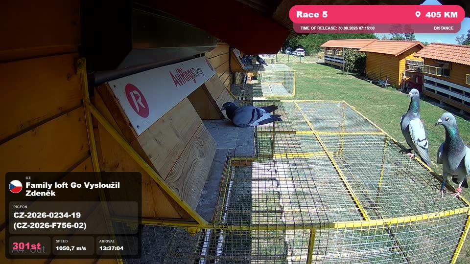 Pigeon Arrival Image For Race Race 5