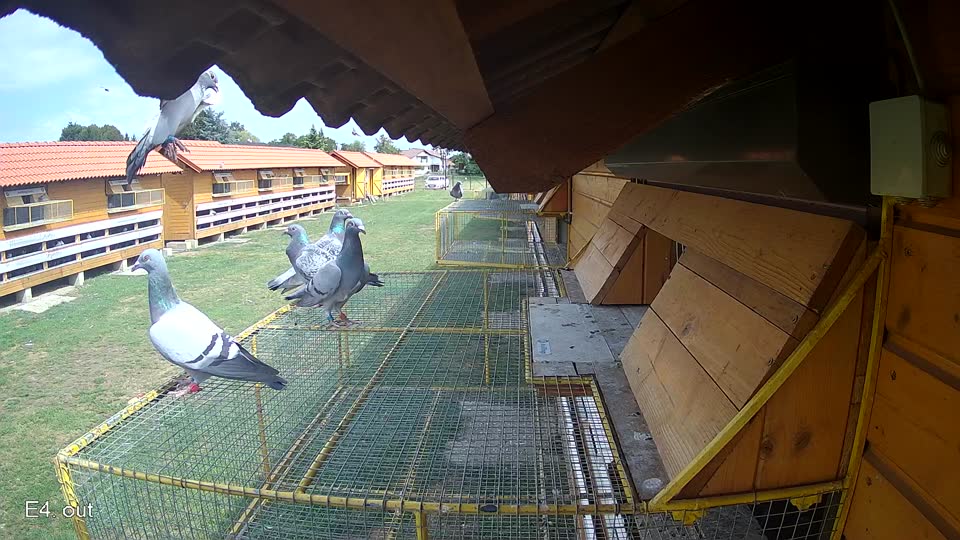 Pigeon Arrival Image For Race Race 4