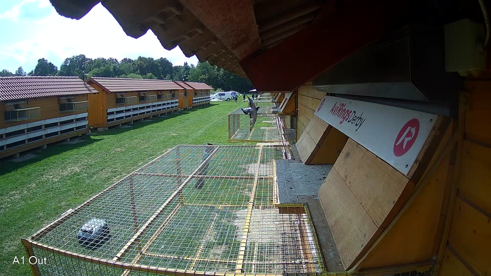 Pigeon Arrival Image For Race Race 6