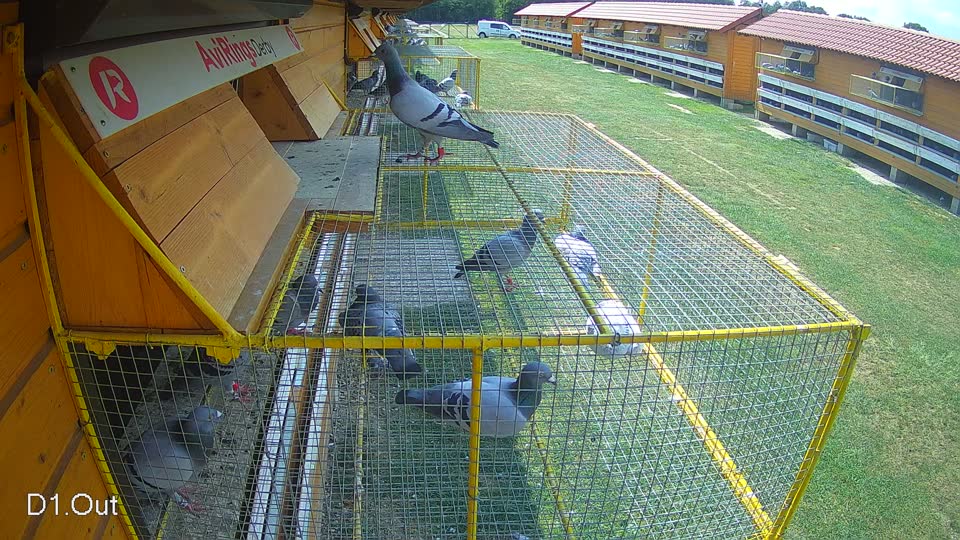 Pigeon Arrival Image For Race Race 4