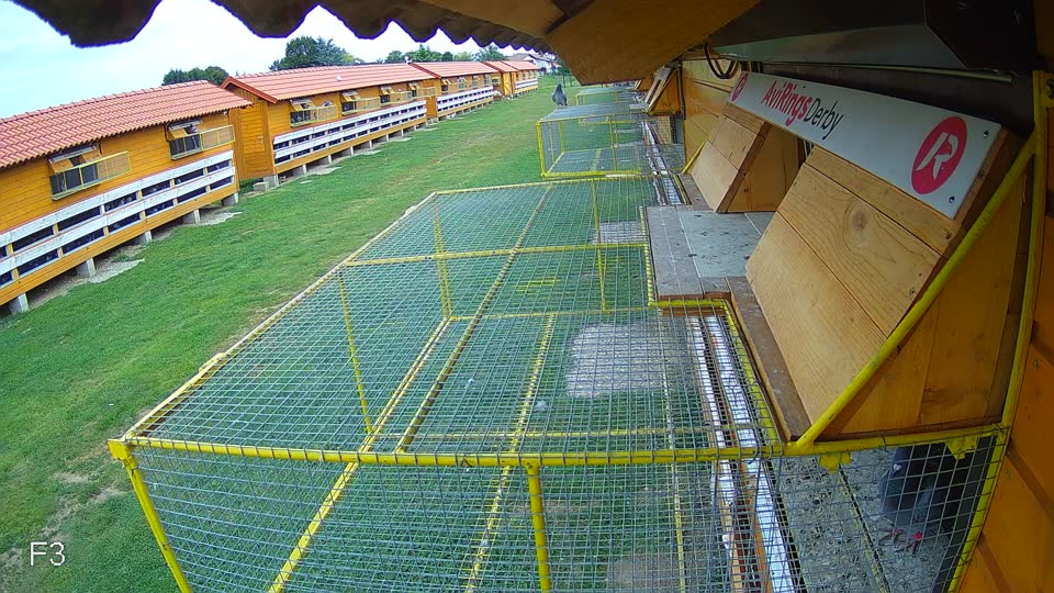 Pigeon Arrival Image For Race Race 3