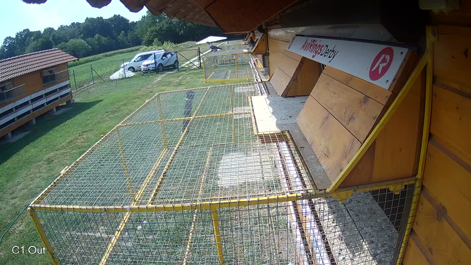 Pigeon Arrival Image For Race Race 4
