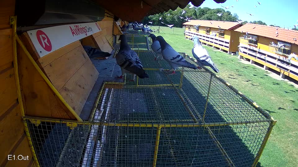 Pigeon Arrival Image For Race Race 2
