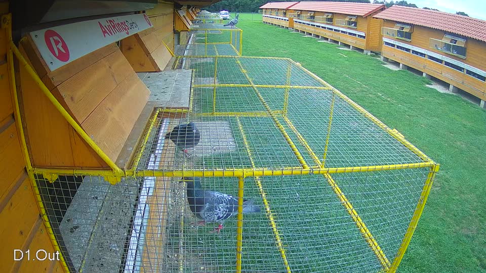 Pigeon Arrival Image For Race Final race 1