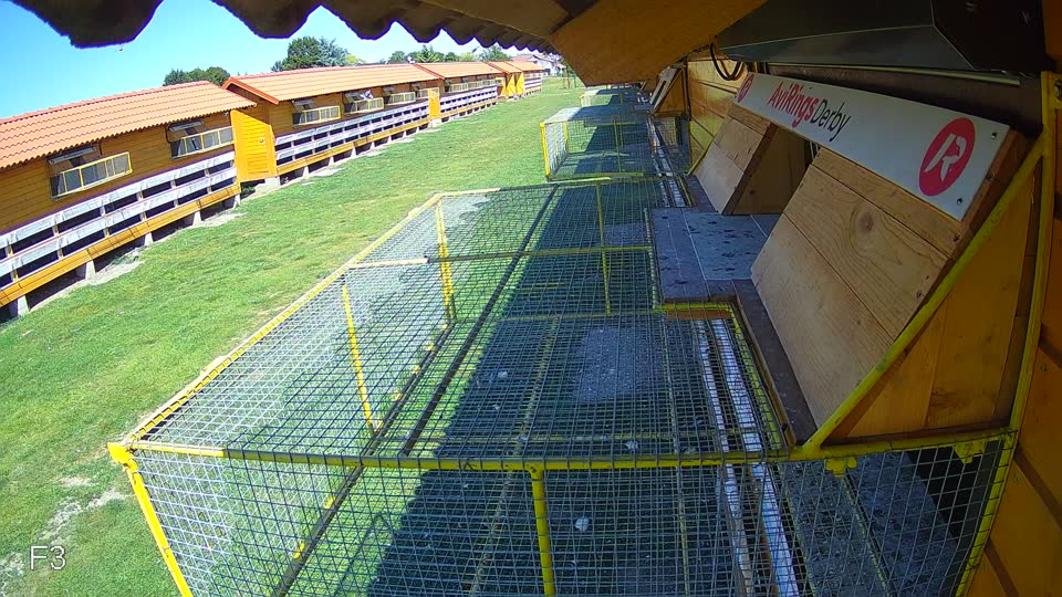 Pigeon Arrival Image For Race Race 5