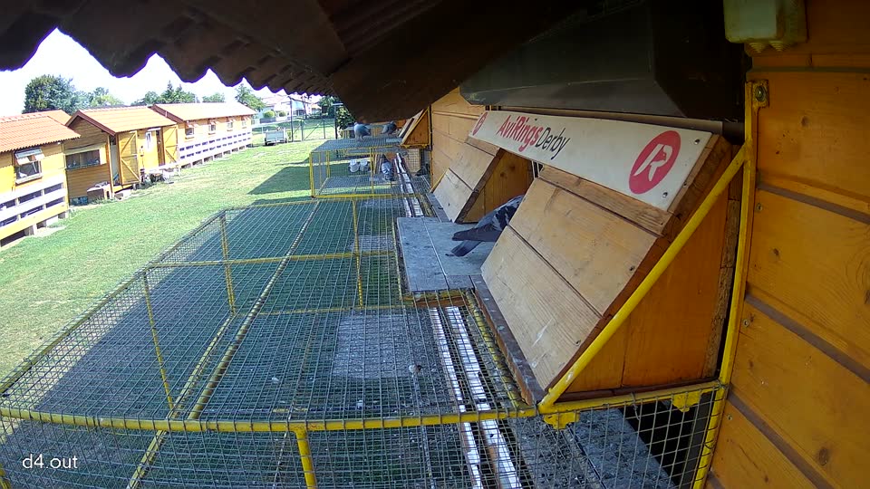 Pigeon Arrival Image For Race Race 1
