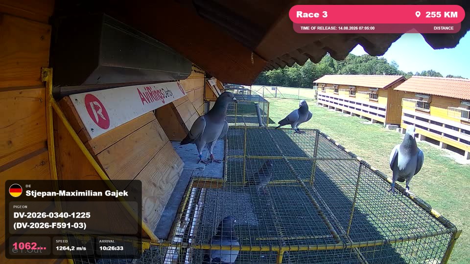 Pigeon Arrival Image For Race Race 3