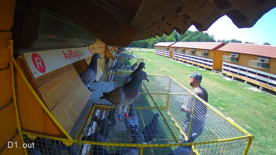 Pigeon Arrival Image For Race Race 2