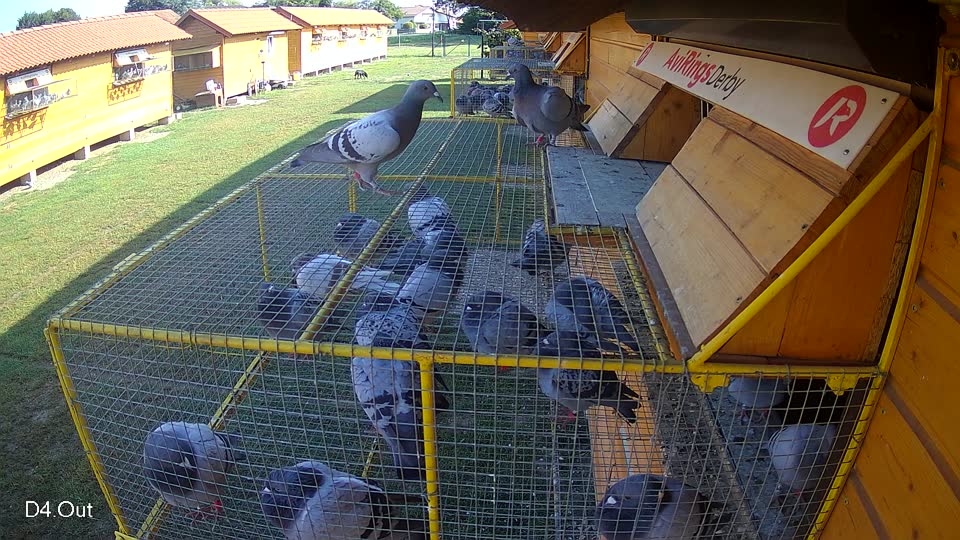 Pigeon Arrival Image For Race Race 3