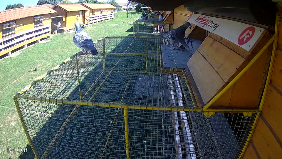 Pigeon Arrival Image For Race Race 2