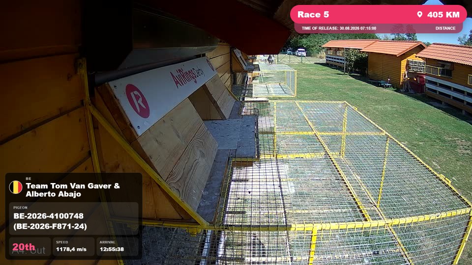 Pigeon Arrival Image For Race Race 5
