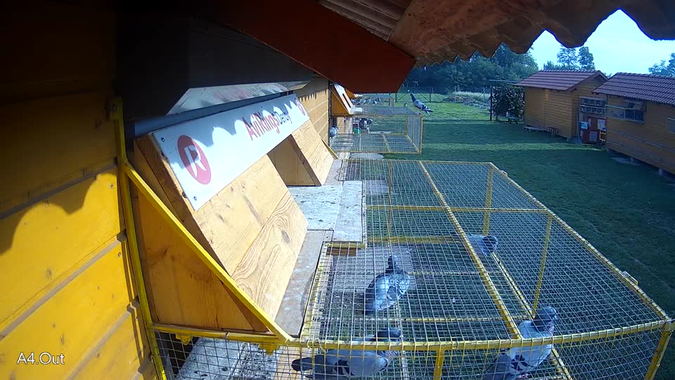 Pigeon Arrival Image For Race Final race 1