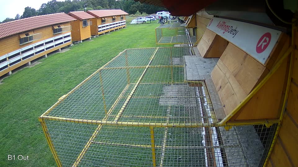 Pigeon Arrival Image For Race Final race 2