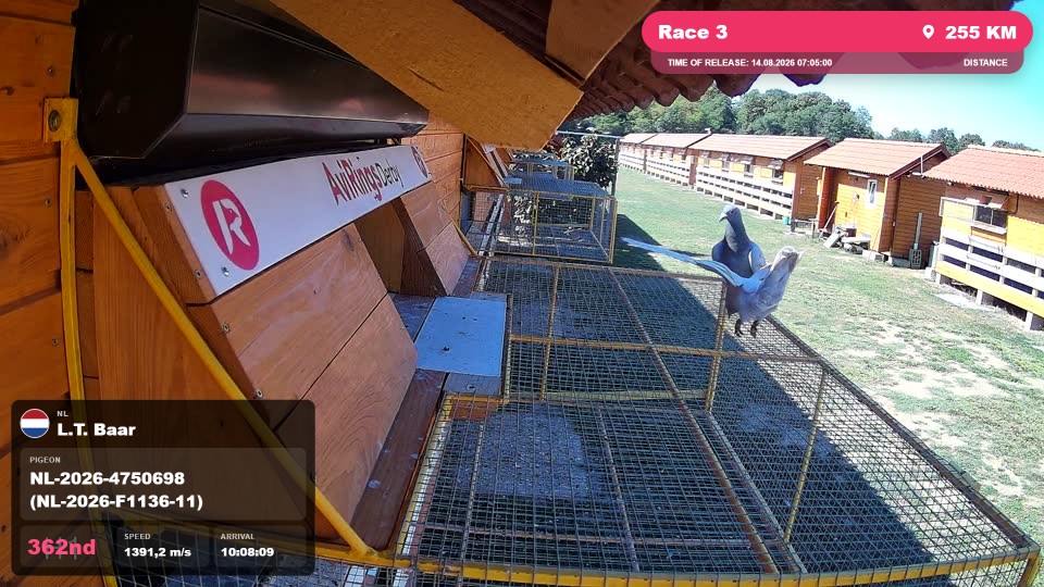 Pigeon Arrival Image For Race Race 3