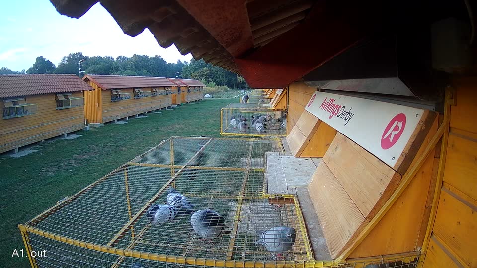 Pigeon Arrival Image For Race Race 5