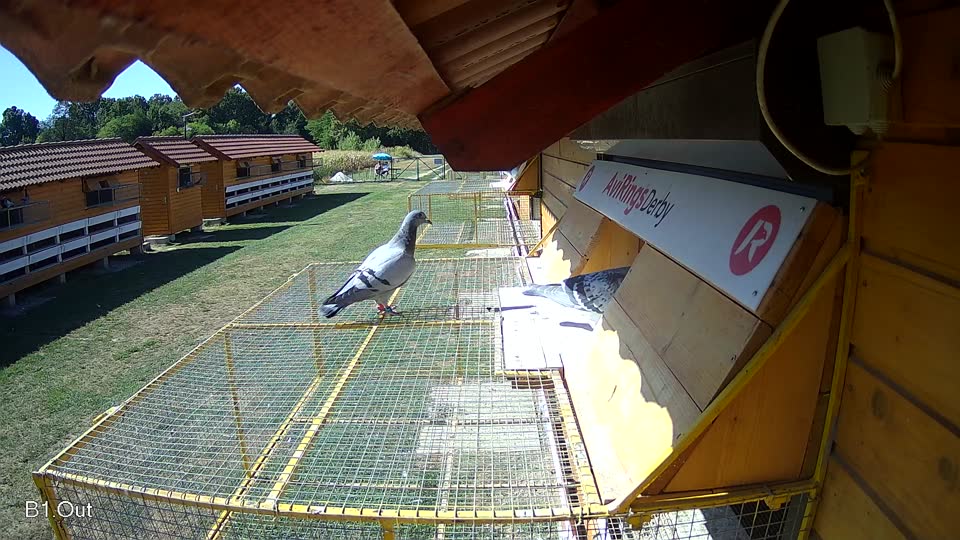 Pigeon Arrival Image For Race Race 3